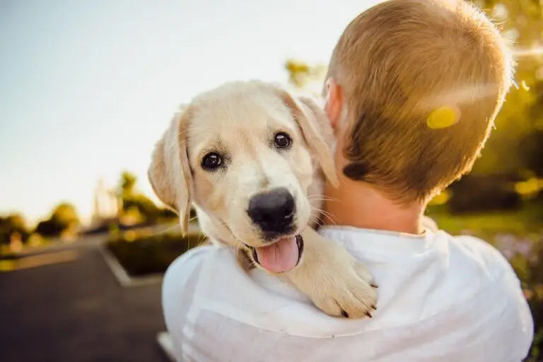dog, adorable, animal, cute, happiness, happy, man, pet, portrait, nature, puppy, purebred, retriever